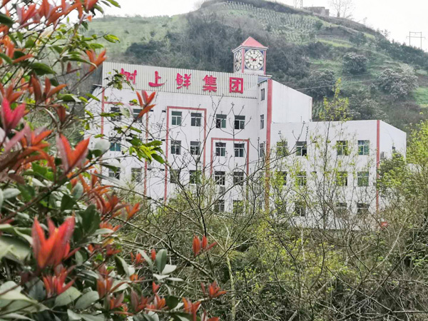 樹上鮮花椒基地